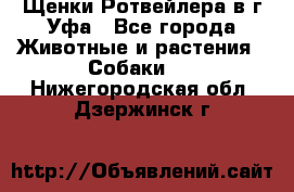 Щенки Ротвейлера в г.Уфа - Все города Животные и растения » Собаки   . Нижегородская обл.,Дзержинск г.